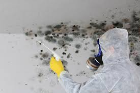 Trusted Indian Springs, GA Mold Removal Services Experts